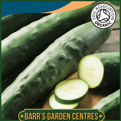 Johnsons - Organic Vegetable - Cucumber Marketmore 70 - 20 Seeds