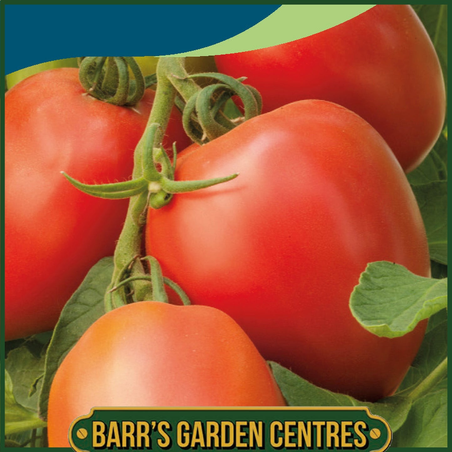 Johnsons - Tomato Rugby F1 - 10 Seeds