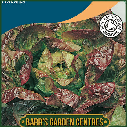 Johnsons - Organic Vegetable - Lettuce Merveille Des Quatre Saisons - 1000 Seeds