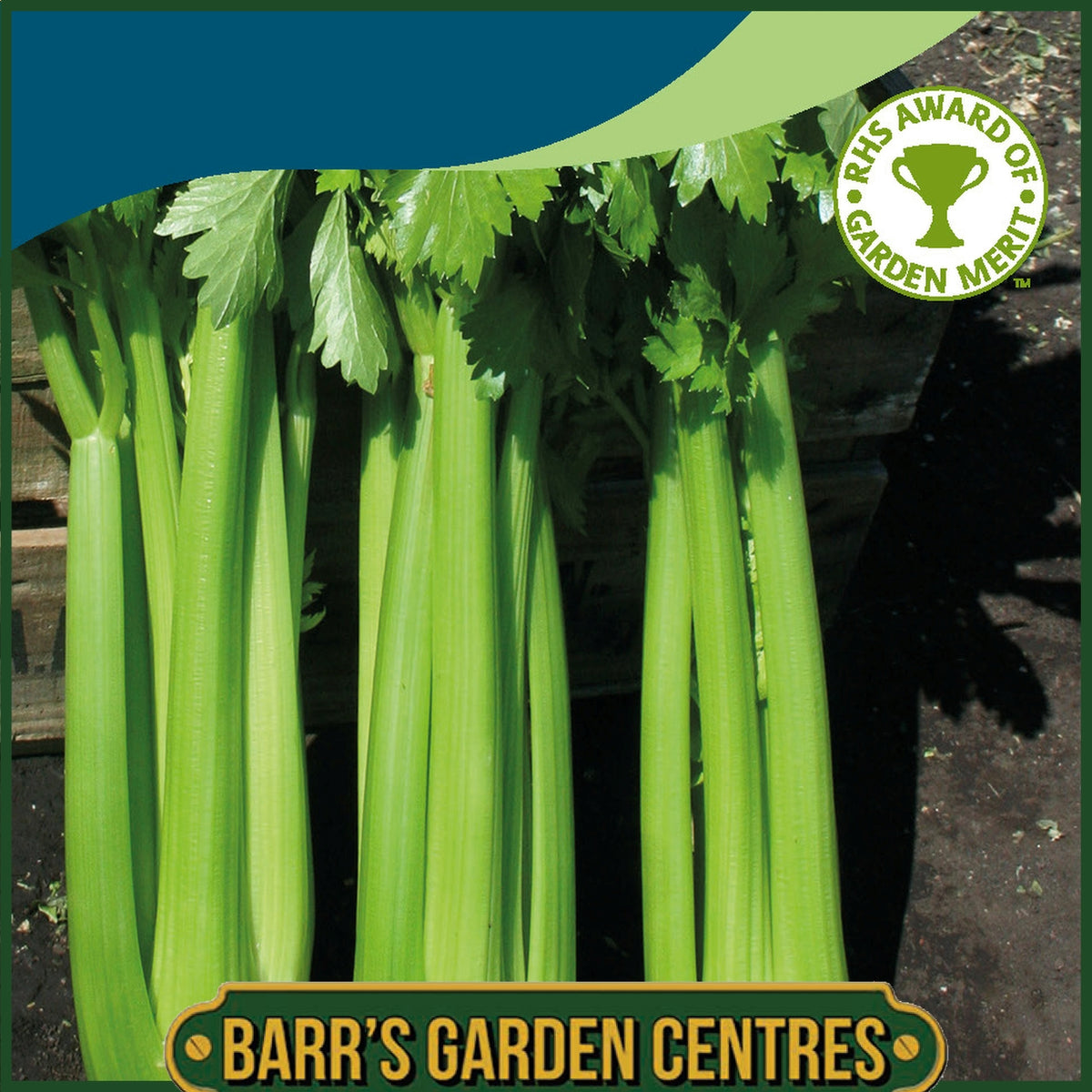 Johnsons - Celery Hadrian F1 - 200 Seeds