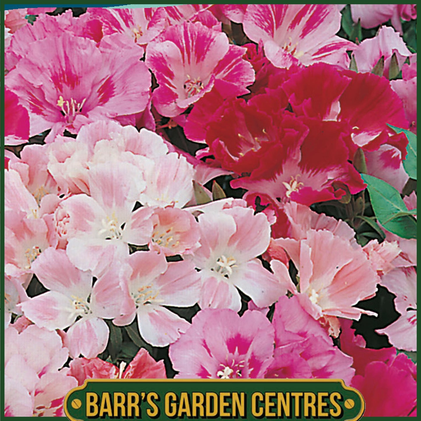 Johnsons - Godetia Dwarf Jewel Mix - 1000 Seeds
