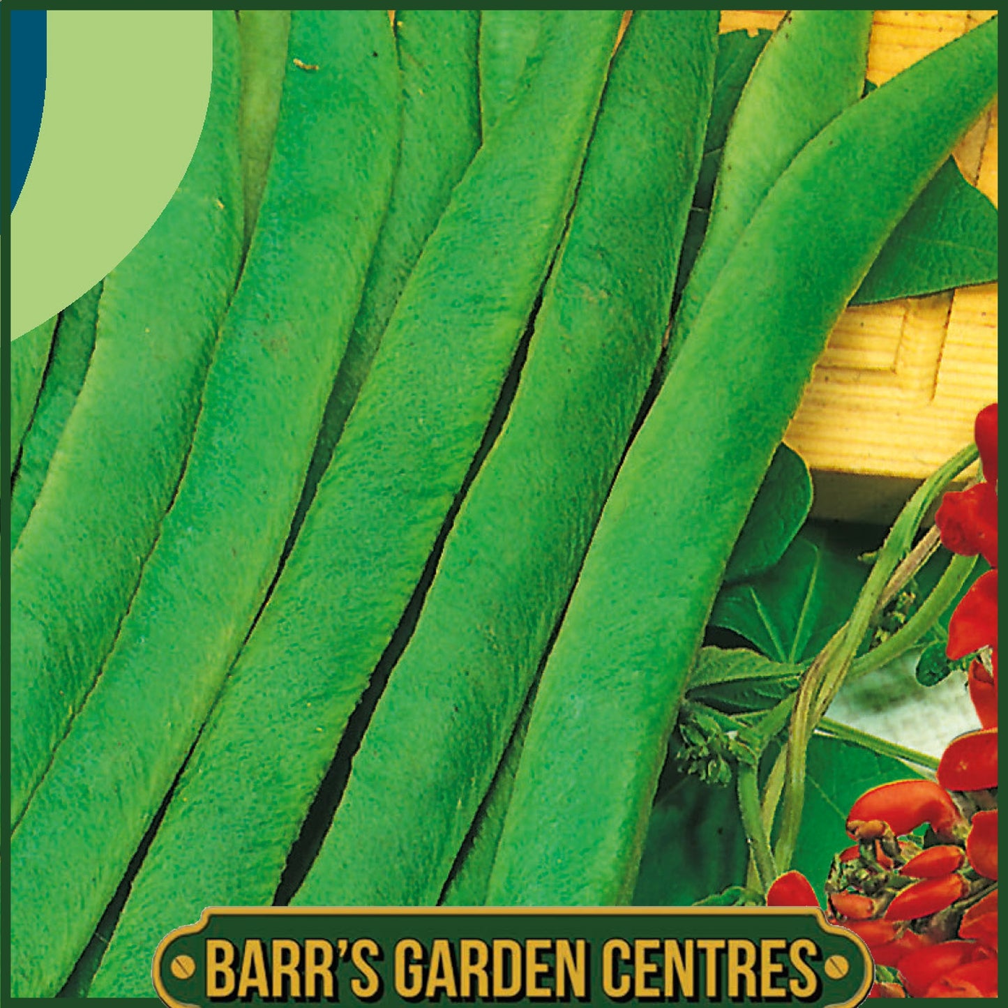 Johnsons - Runner Bean Enorma - 40 Seeds