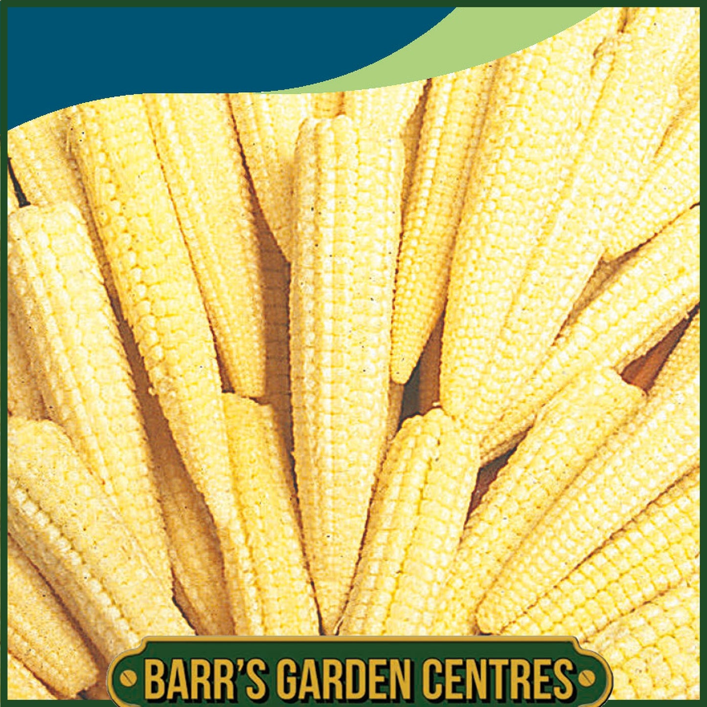 Johnsons - Sweet Corn Minipop F1 - 50 Seeds