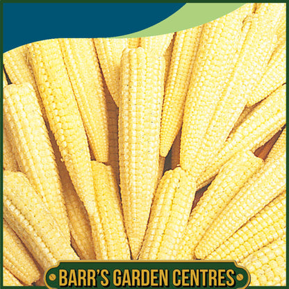 Johnsons - Sweet Corn Minipop F1 - 50 Seeds