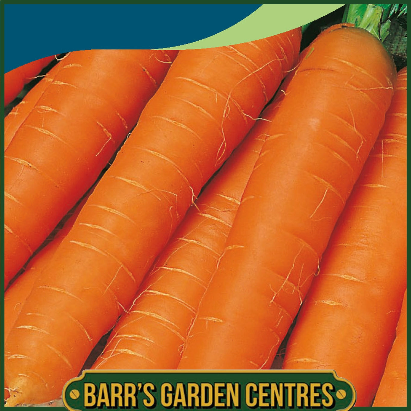 Johnsons - Carrot Jitka F1 - 500 Seeds