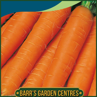 Johnsons - Carrot Jitka F1 - 500 Seeds