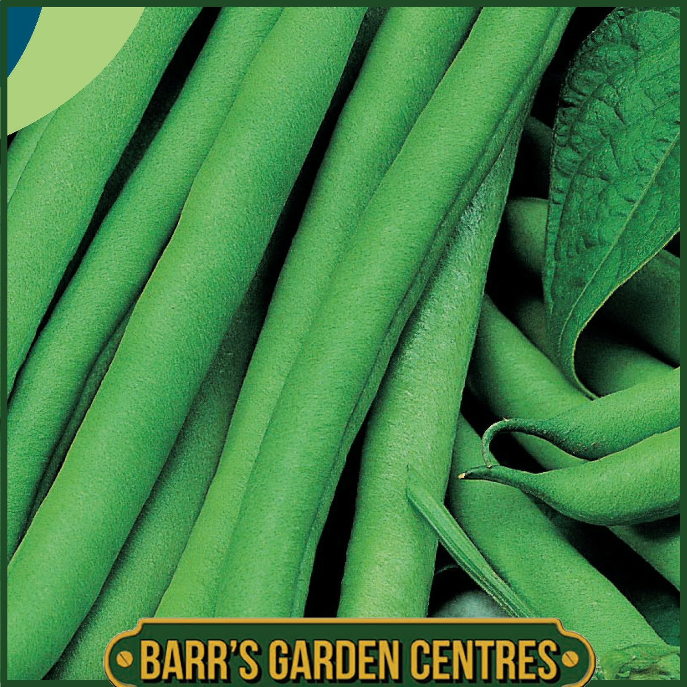Johnsons - Climbing French Bean Isabel - 50 Seeds
