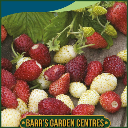Johnsons - Strawberry (alpine) Red & Cream - 150 Seeds