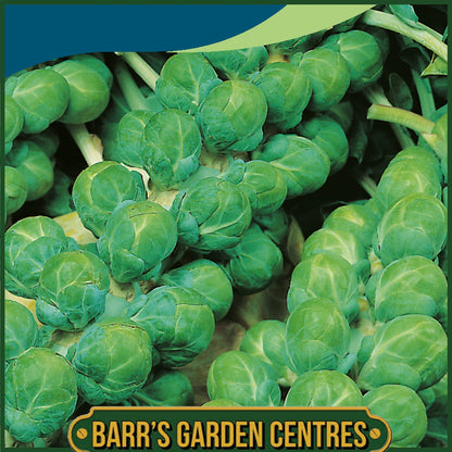 Johnsons - Brussels Sprout Evesham Special - 200 Seeds