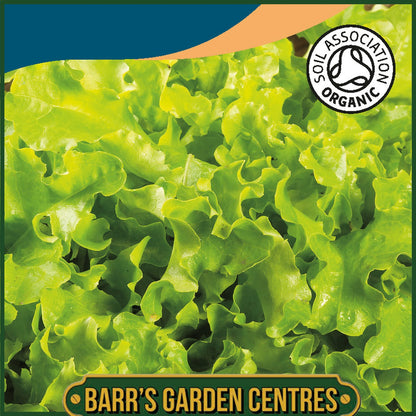 Johnsons - Organic Vegetable - Lettuce Salad Bowl - 500 Seeds