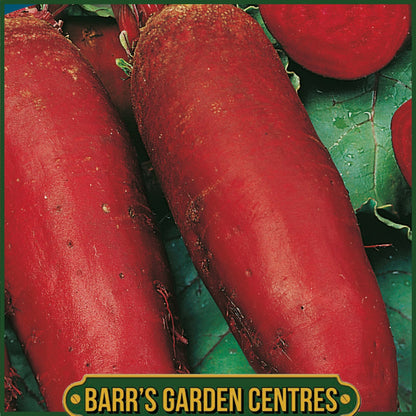 Johnsons - Beetroot Cylindra - 250 Seeds