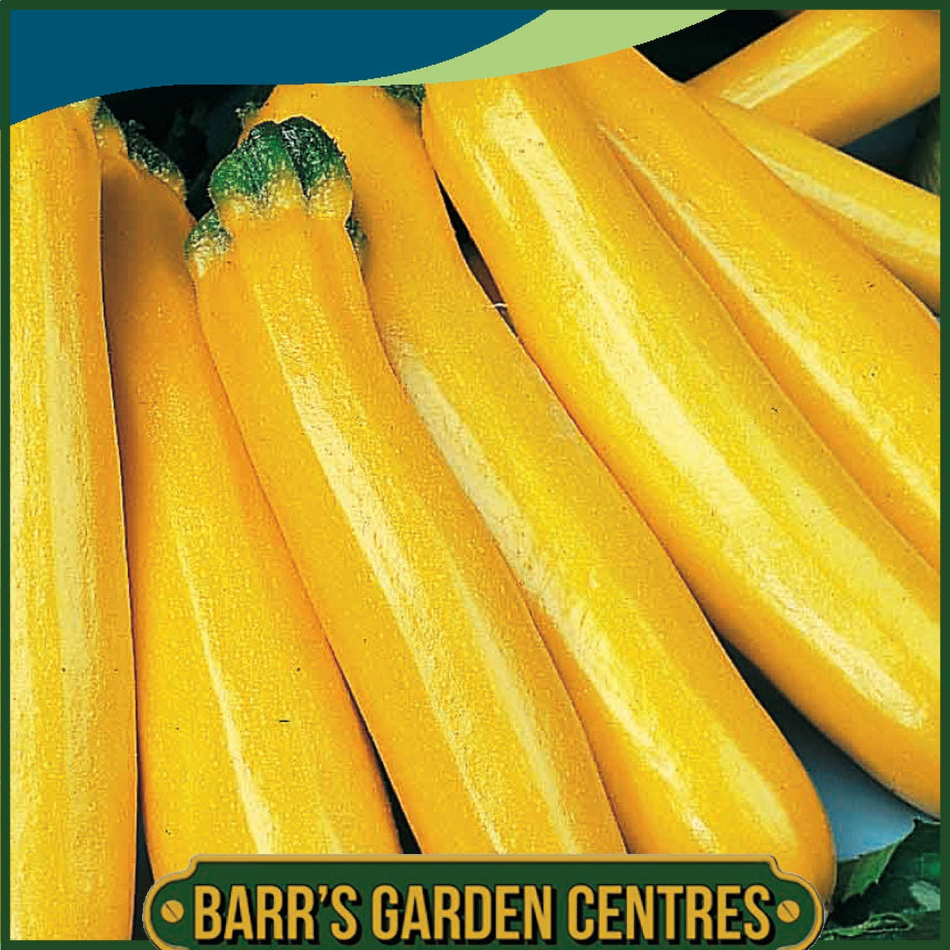 Johnsons - Courgette Gold Rush F1 - 10 Seeds