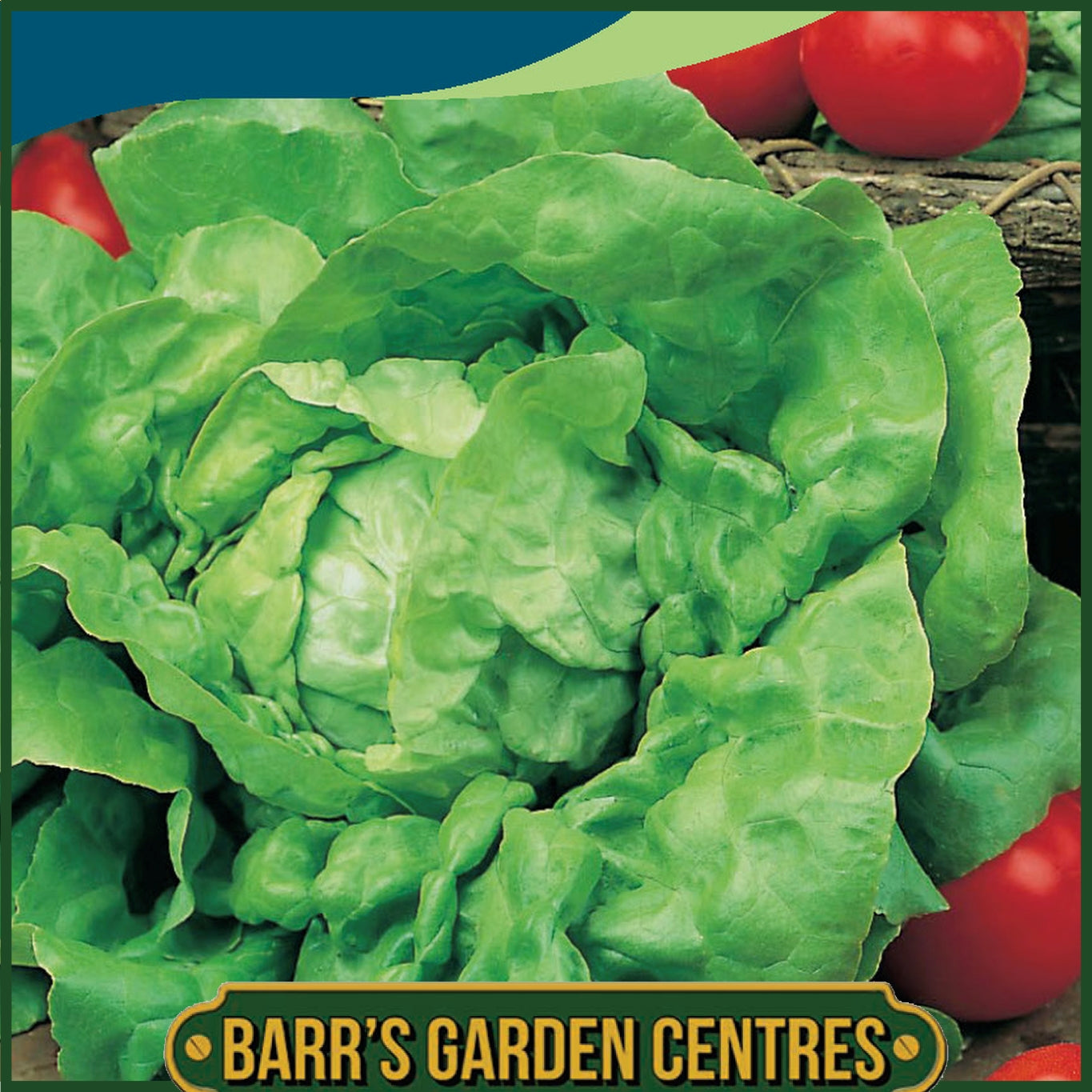 Johnsons - Lettuce Tom Thumb - 1000 Seeds