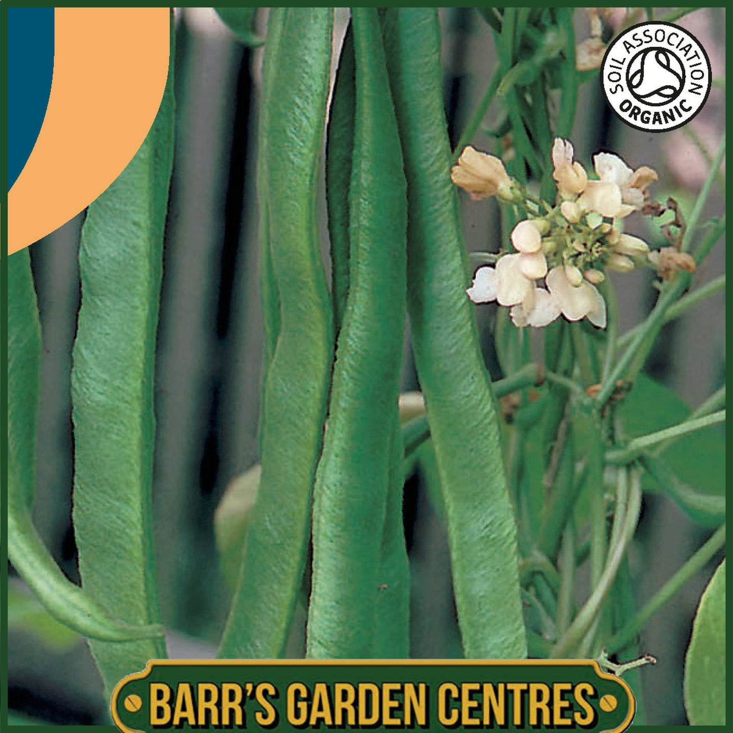 Johnsons - Organic Vegetable - Runner Bean White Emergo - 40 Seeds
