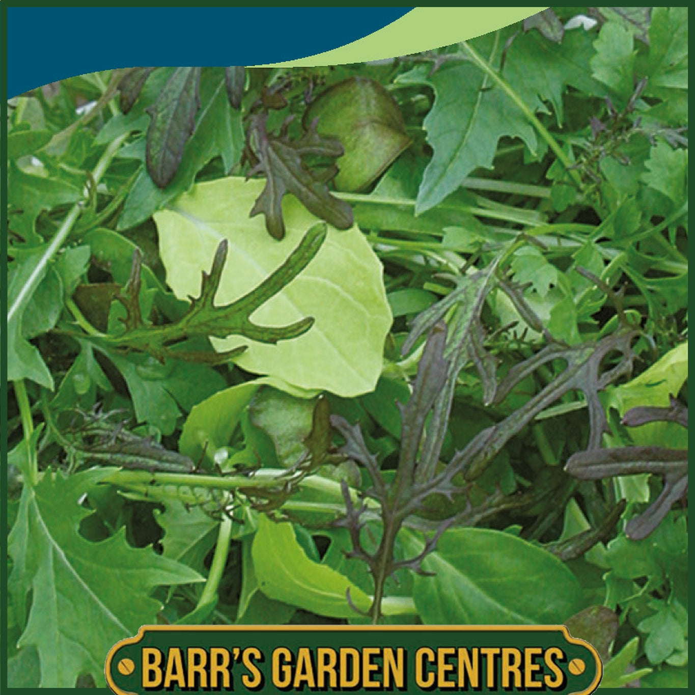 Johnsons - Mixed Leaves Suffolk Punch - 500 Seeds