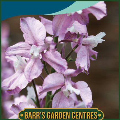 Johnsons - Larkspur Fancy Belladonna - 300 Seeds