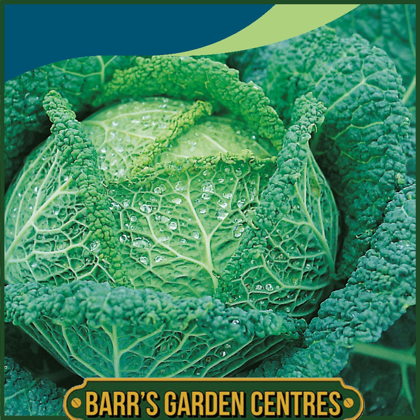Johnsons - Cabbage (savoy) Vertus - 300 Seeds