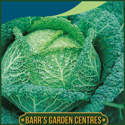 Johnsons - Cabbage (savoy) Vertus - 300 Seeds