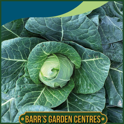 Johnsons - Cabbage Marquess F1 - 30 Seeds