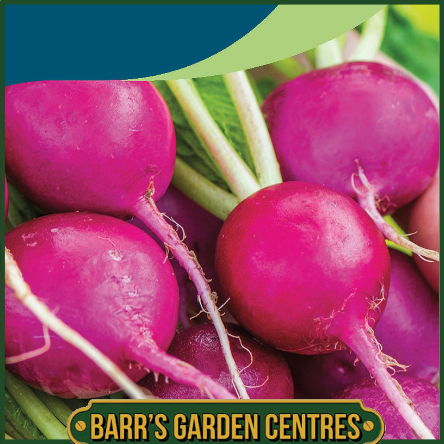 Johnsons - Radish Royal Purple - 300 Seeds