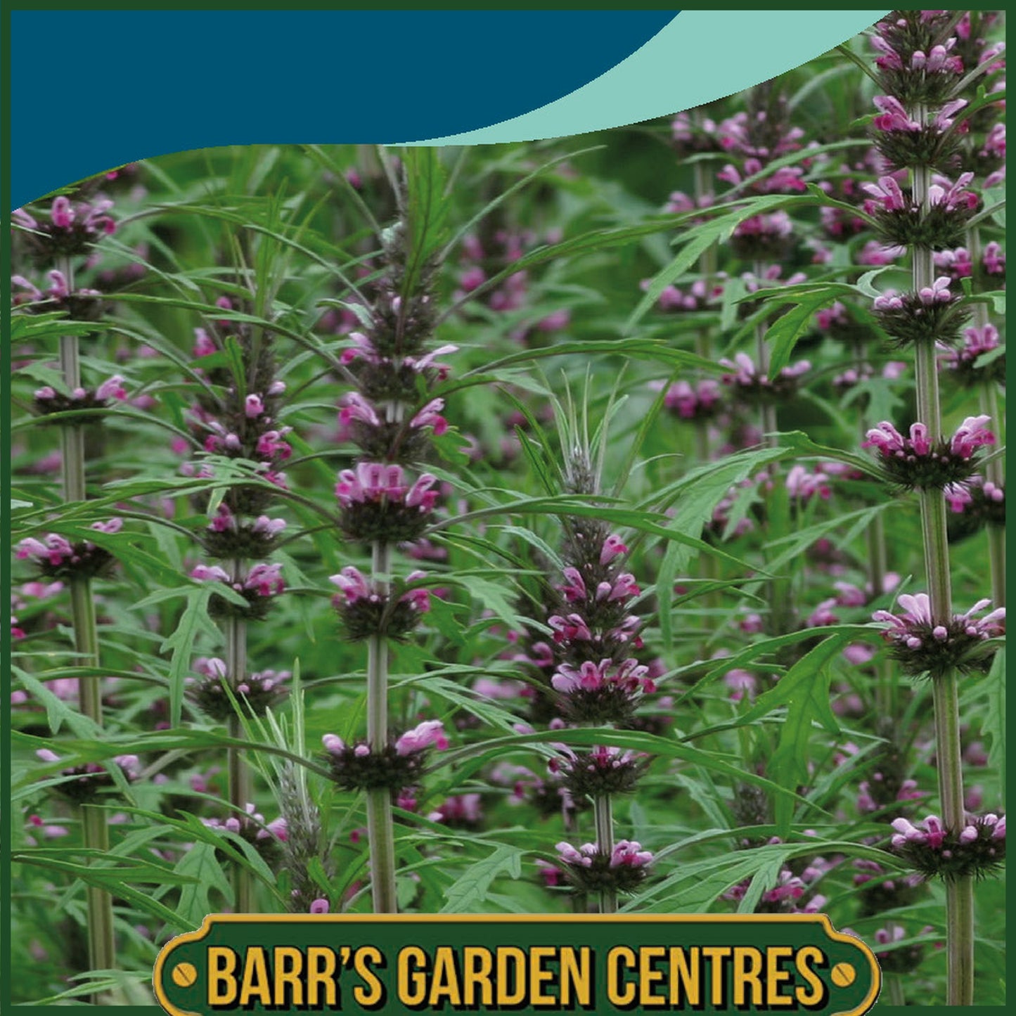 Johnsons - Leonurus Sibiricus - 150 Seeds