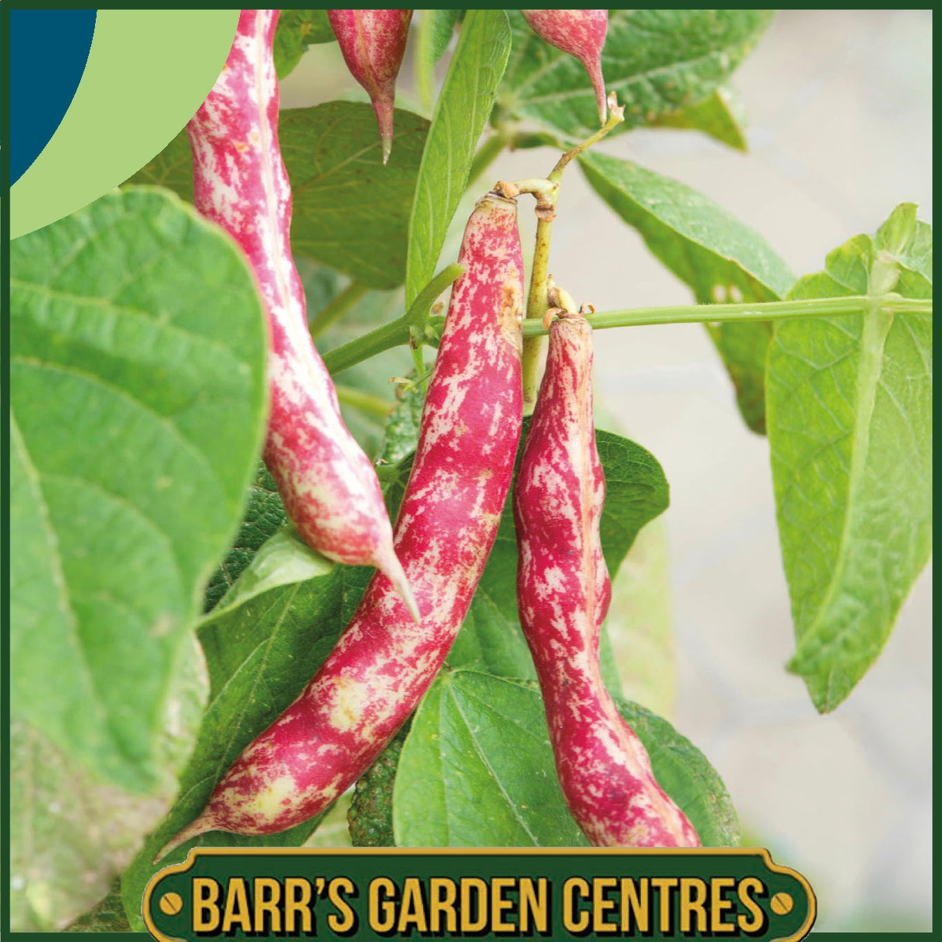 Johnsons - Climbing French Bean Speckled Cranberry - 50 Seeds