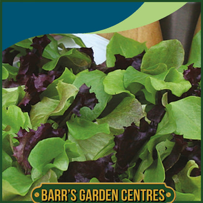 Johnsons - Mixed Lettuce Contrasts - 500 Seeds