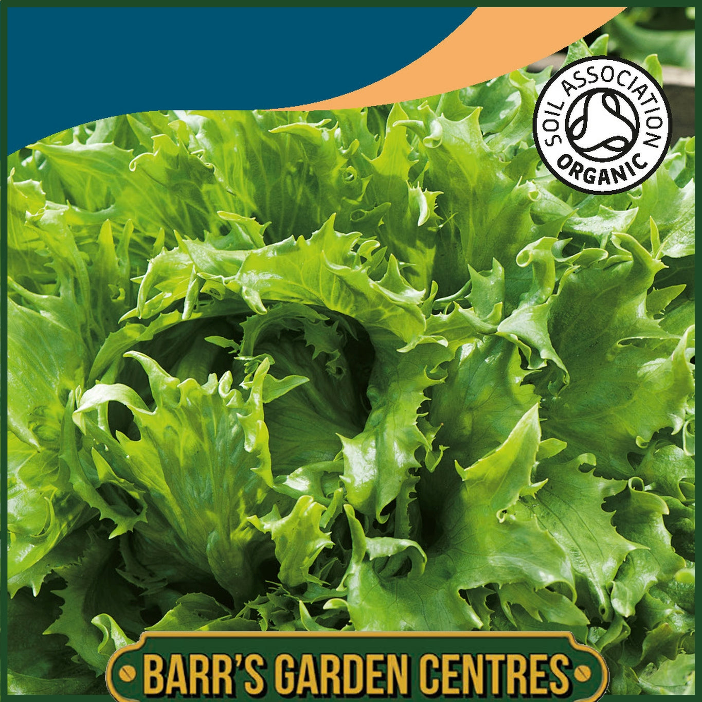 Johnsons - Organic Vegetable - Lettuce Reine Des Glaces - 250 Seeds