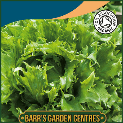 Johnsons - Organic Vegetable - Lettuce Reine Des Glaces - 250 Seeds