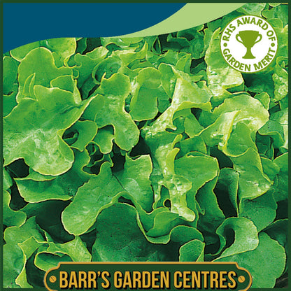 Johnsons - Lettuce Salad Bowl - 1000 Seeds