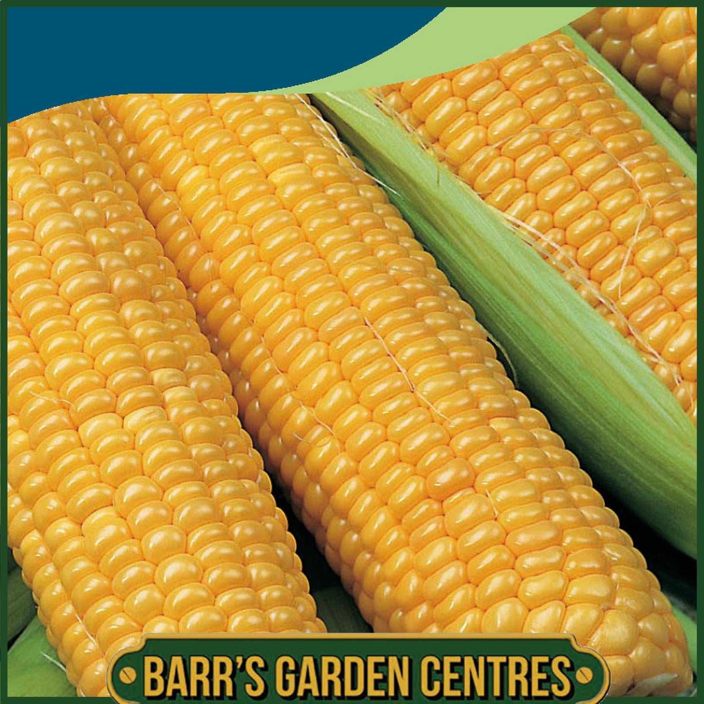Johnsons - Sweet Corn Incredible F1 - 40 Seeds