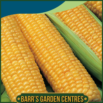 Johnsons - Sweet Corn Incredible F1 - 40 Seeds
