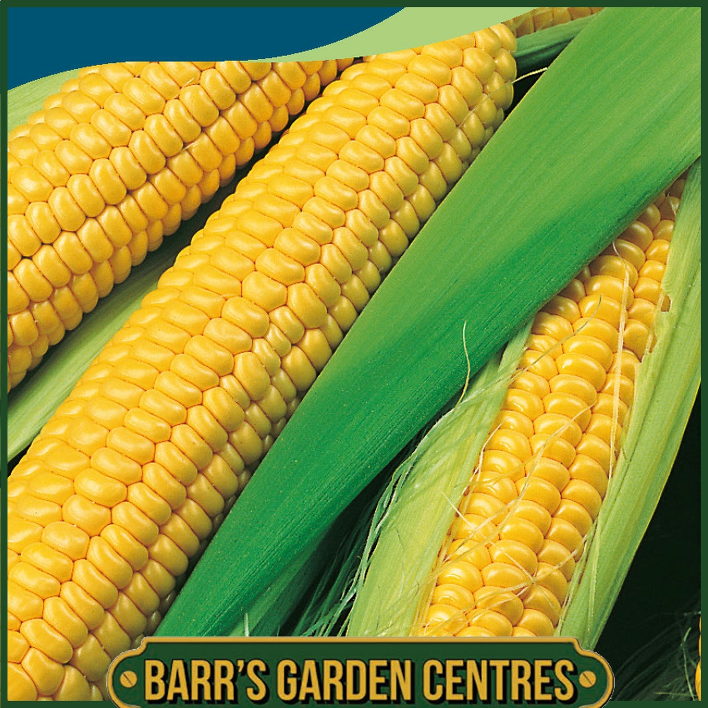 Johnsons - Sweet Corn Bodacious Rm F1 - 25 Seeds