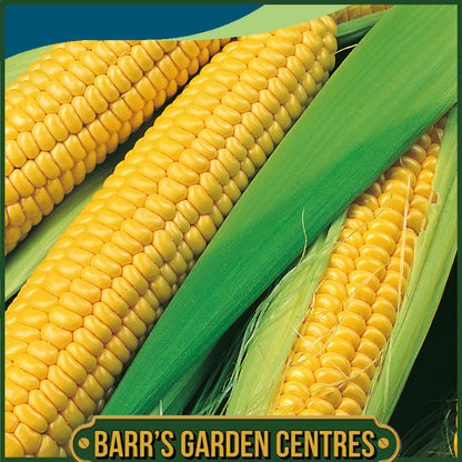 Johnsons - Sweet Corn Bodacious Rm F1 - 25 Seeds