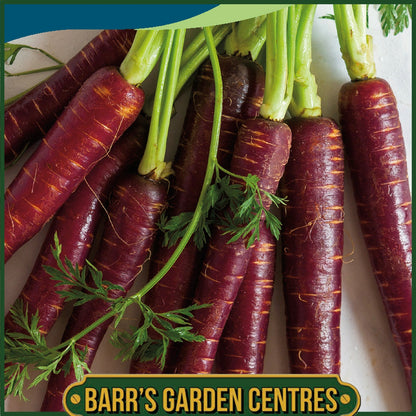 Johnsons - Carrot Purple Sun F1 - 350 Seeds