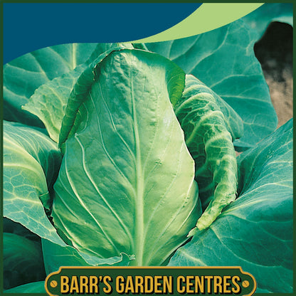 Johnsons - Cabbage Offenham 2 (flower of Spring) - 350 Seeds