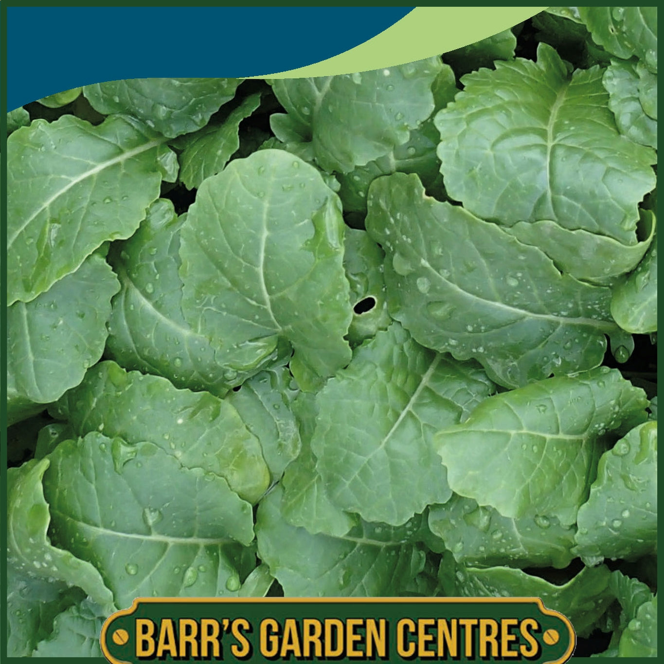 Johnsons - Kale Ethiopian Amara - 500 Seeds