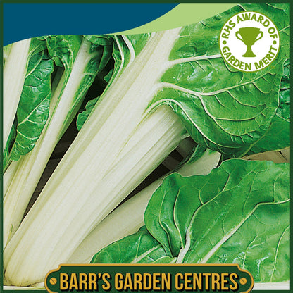 Johnsons -Chard White Silver 2 - 350 Seeds