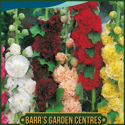 Johnsons - Hollyhock Double Mix - 50 Seeds