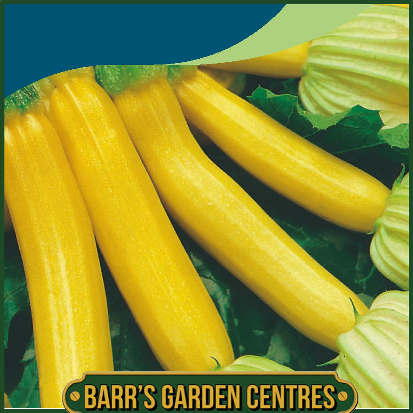 Johnsons - Courgette Atena Polka F1 - 10 Seeds