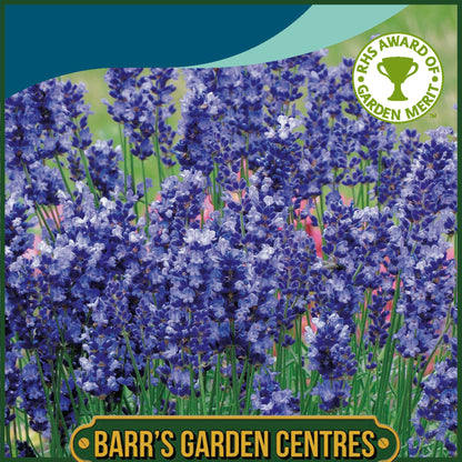 Johnsons - Lavender Hidcote Blue - 100 Seeds
