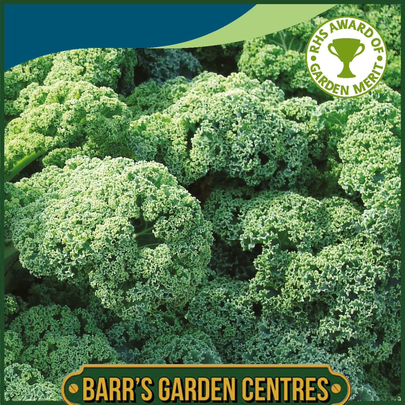 Johnsons - Kale Kapitan F1 - 50 Seeds