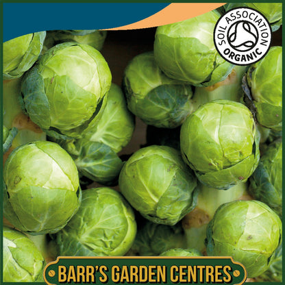 Johnsons - Organic Vegetable - Brussels Sprout Igor F1 - 20 Seeds