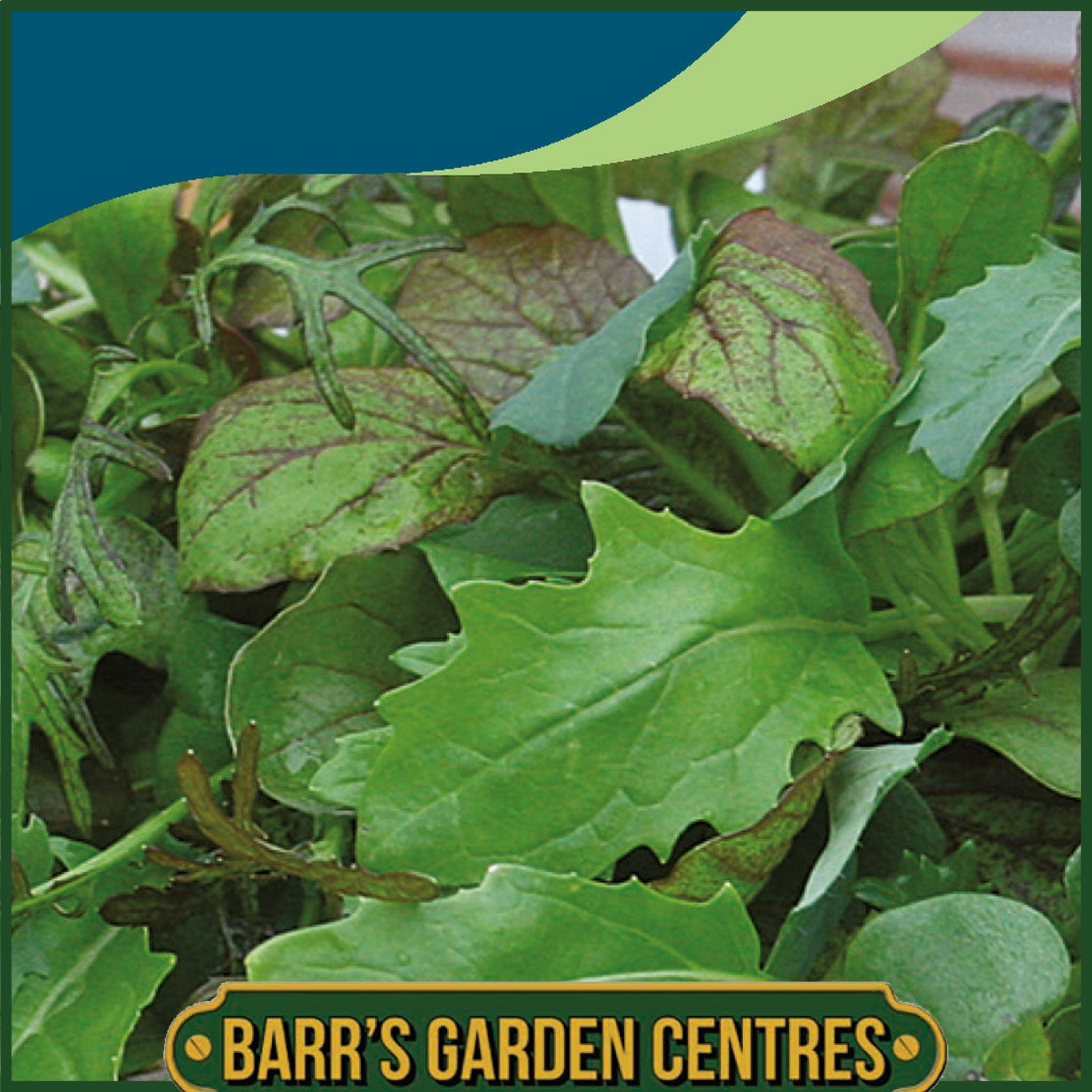 Johnsons - Mixed Leaves Elegance - 500 Seeds