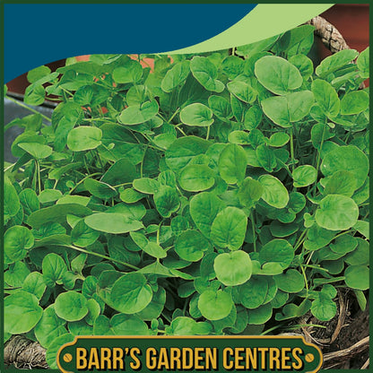 Johnsons - Cress American Land - 1000 Seeds
