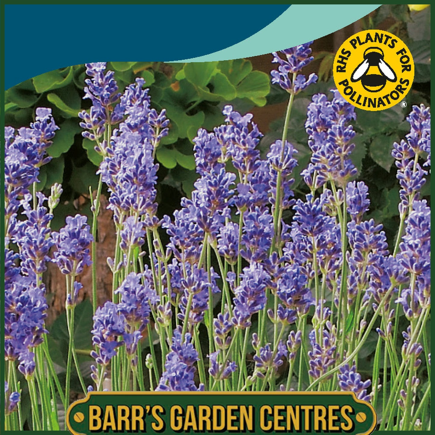 Johnsons - Lavender Munstead - 150 Seeds