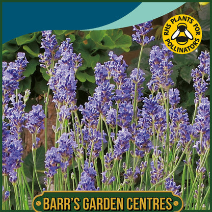Johnsons - Lavender Munstead - 150 Seeds