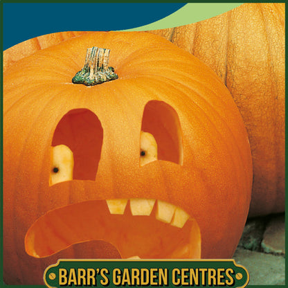 Johnsons - Pumpkin Rocket F1 - 10 Seeds