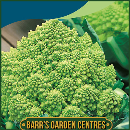 Johnsons - Cauliflower Romanesco Precoce - 200 Seeds