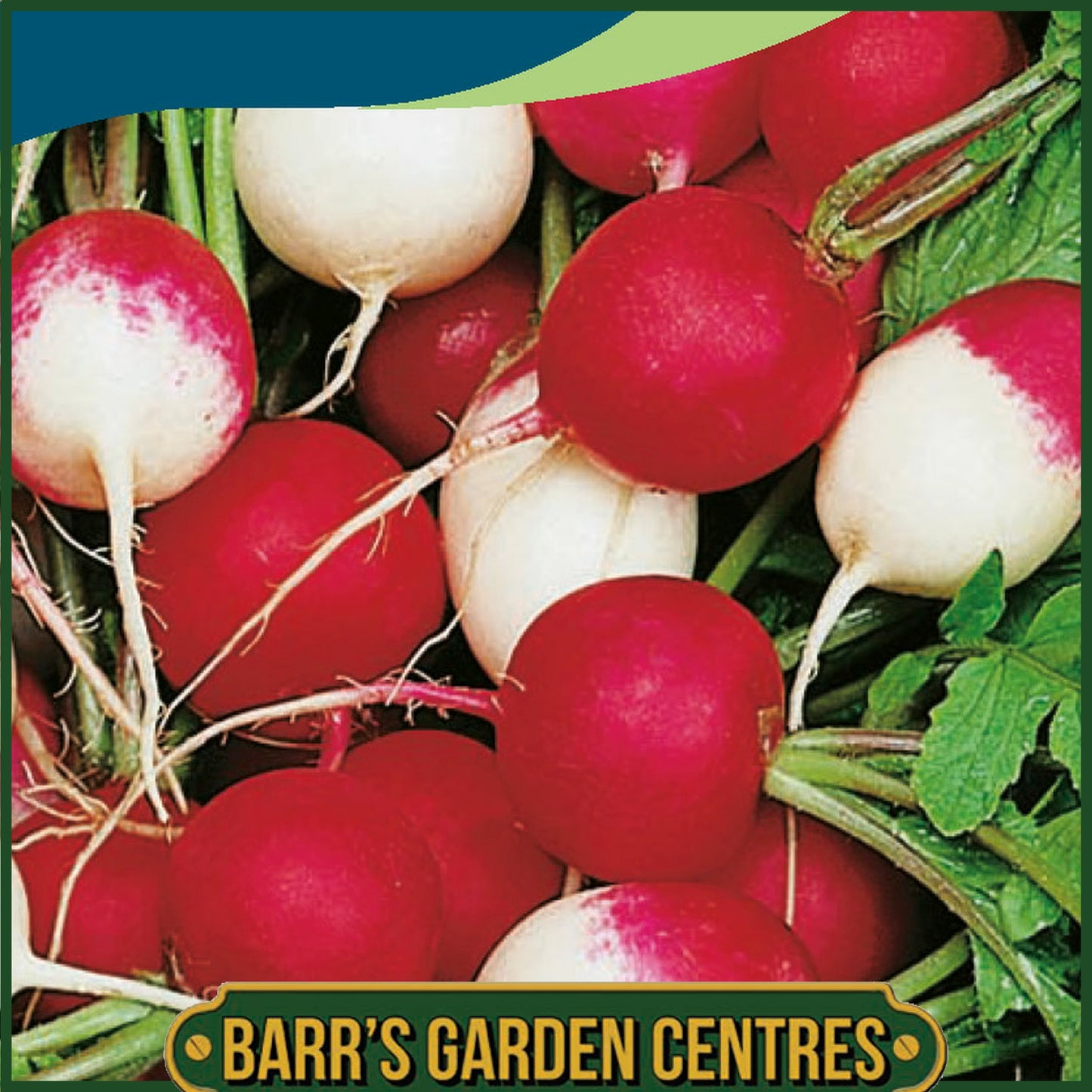 Johnsons - Radish Salad Mix - 500 Seeds